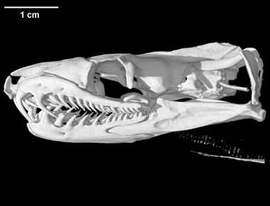 Chilabothrus striatus