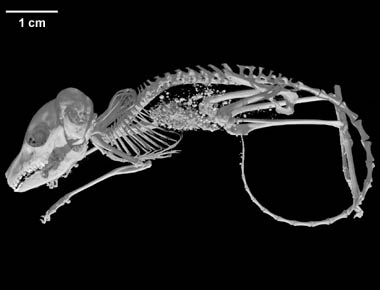 Macroscelides proboscideus