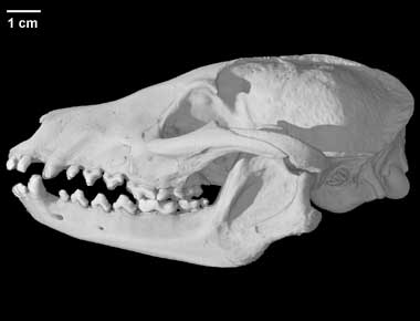 Nyctereutes procyonoides