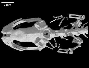 Chiropterotriton chiropterus