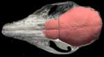 Skull with endocast roll movie