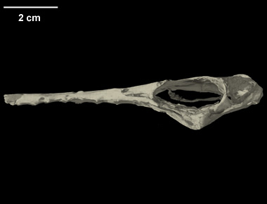 Ryan Ridgely Digimorph - Rhamphorhynchus sp. (pterosaur)